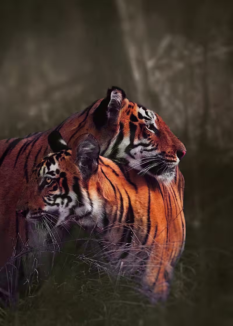 Two Bengal tigers in Tadoba Andhari Tiger Reserve, providing a live context for today's weather