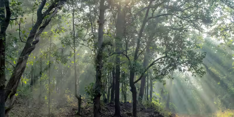 Tadoba Tiger Reserve